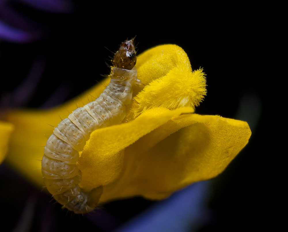 2010-07-31_D300s_0381_1000