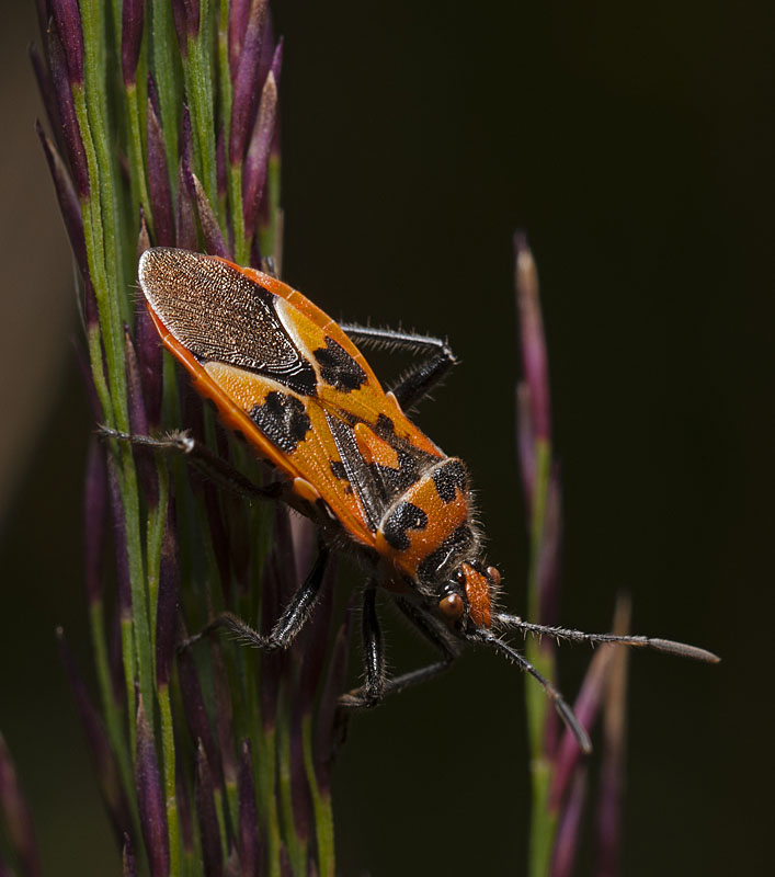 2010-08-01_D300s_0092_800