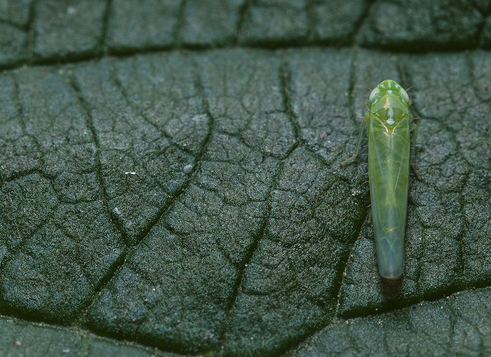 2010-08-05_D300s_0096_1000