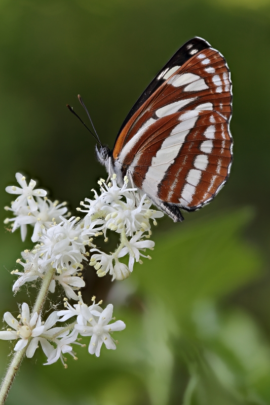 2016-06-02_20-28-23_M_C_R_22_S_4