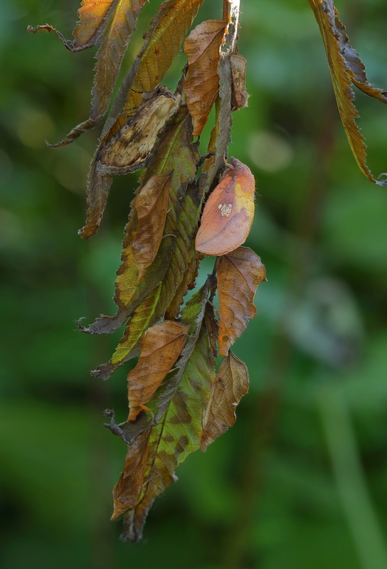 2016-08-02_10-44-16_M_A_R_8_S_4