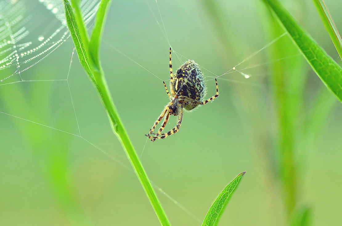 2018-07-22_10-29-04_B_Radius8_Smoothing4_3331