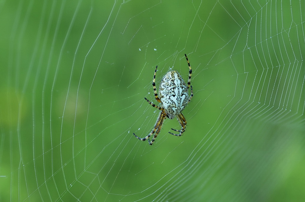 2019-06-16_09-38-42_A_Radius8_Smoothing4_22