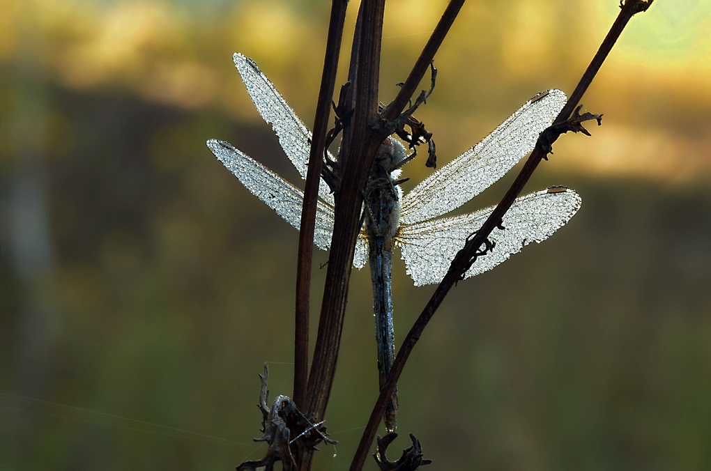 2024-01-28_14-46-14_A_Radius5_Smoothing4_