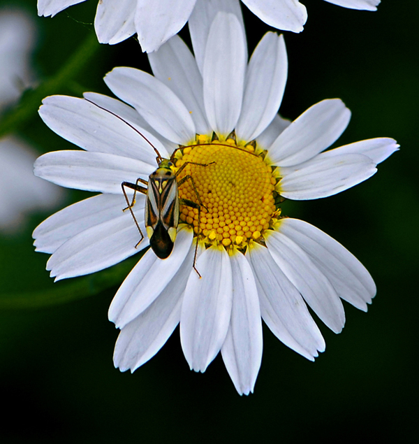Adelphocoris_sp_