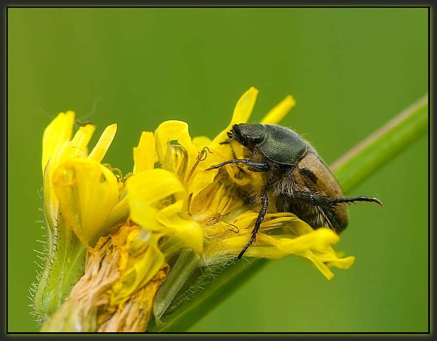 Anisoplia_austriaca_-_
