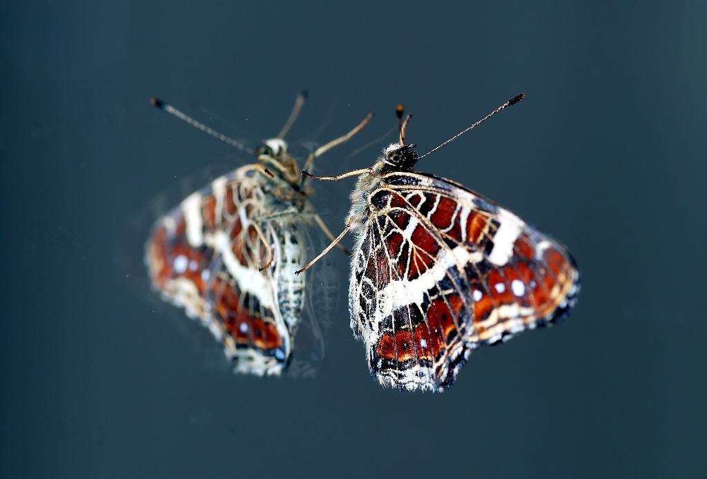 Araschnia_levana_prorsa_7_