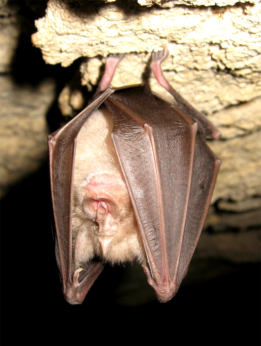 Bat