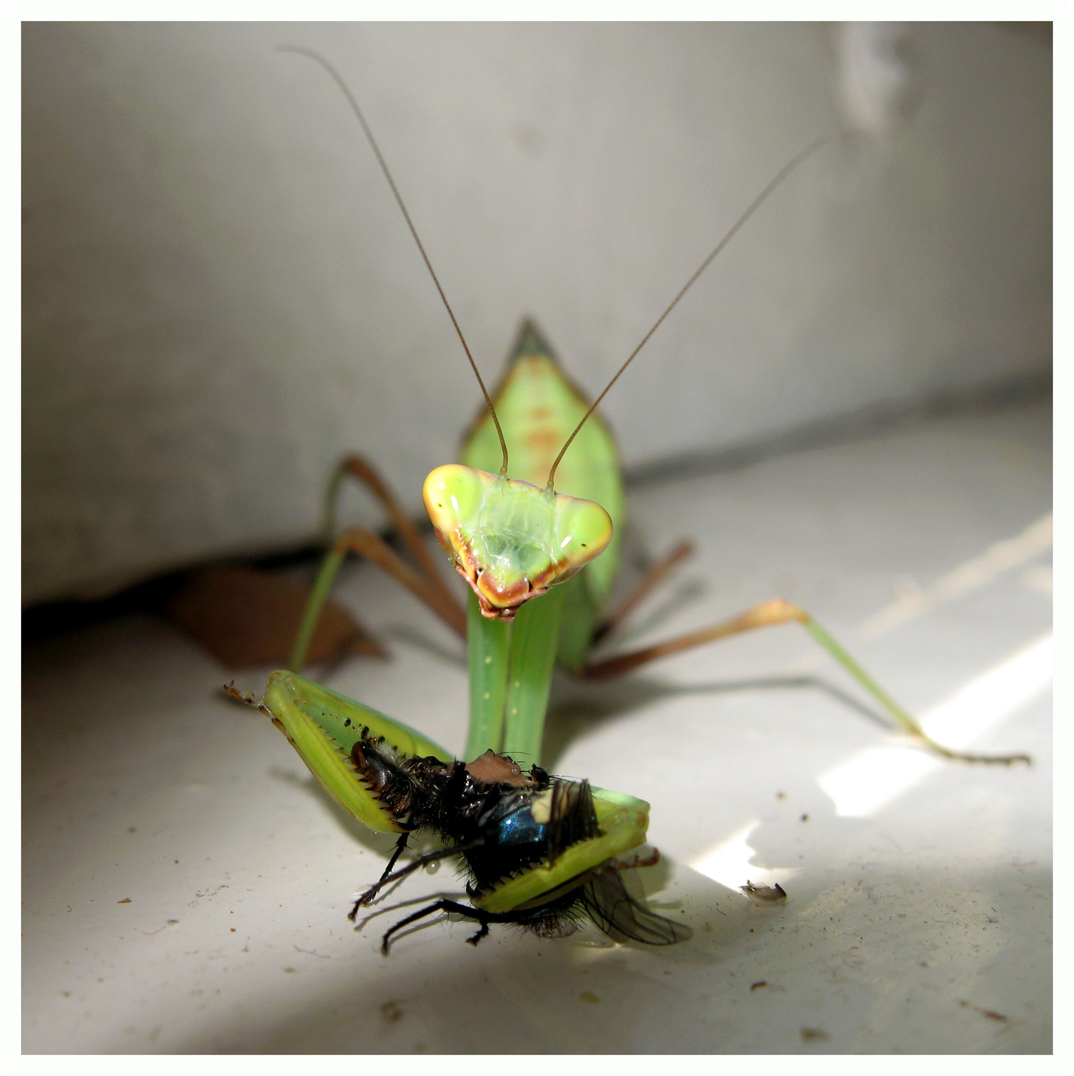 Bogomol_Foto_026