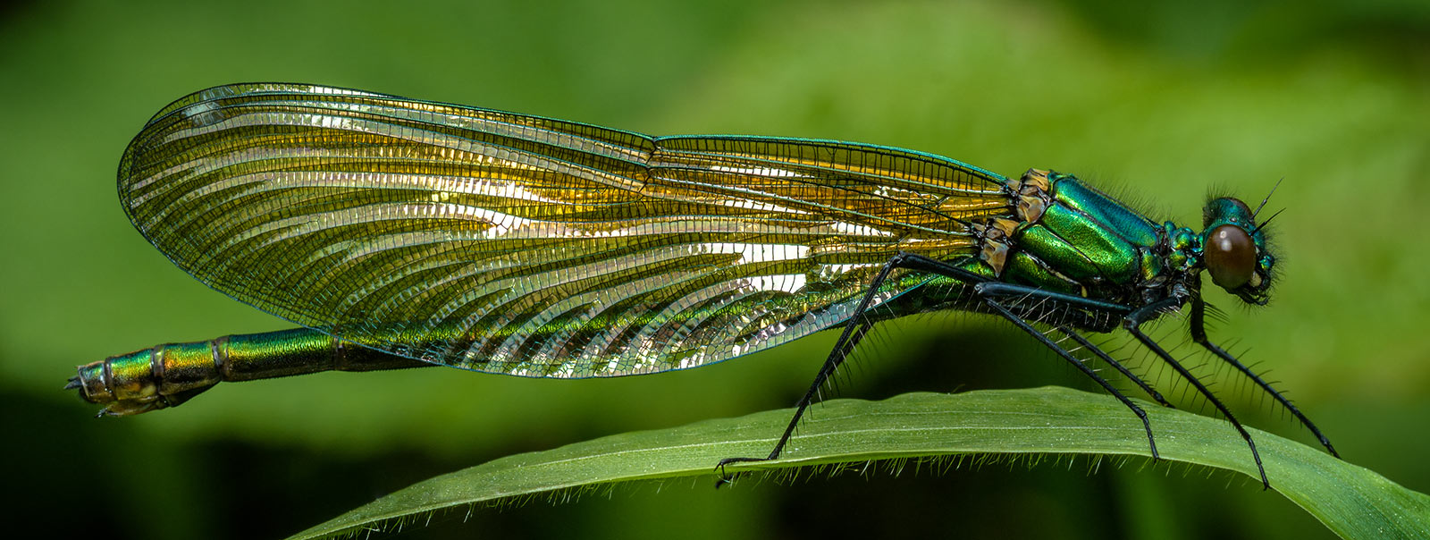 Calopteryx_virgo1