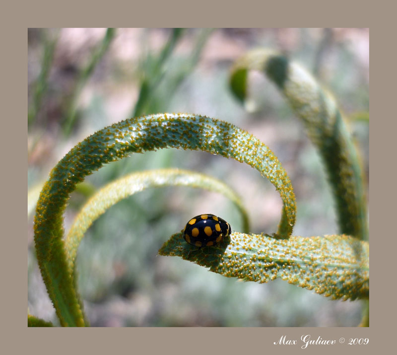 Coccinula_quatuordecimpustulata_L