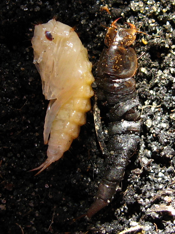 Colymbetes_pupa