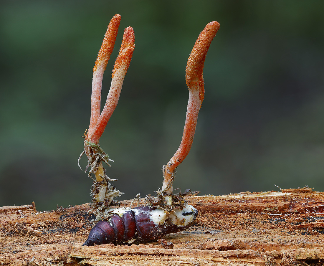 Cordyceps_militaris