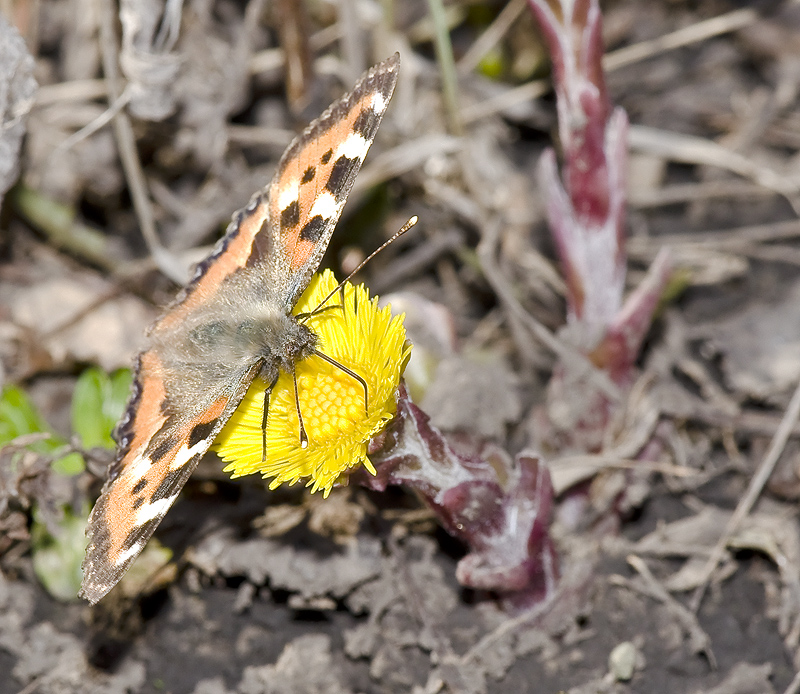 DSC0036_1