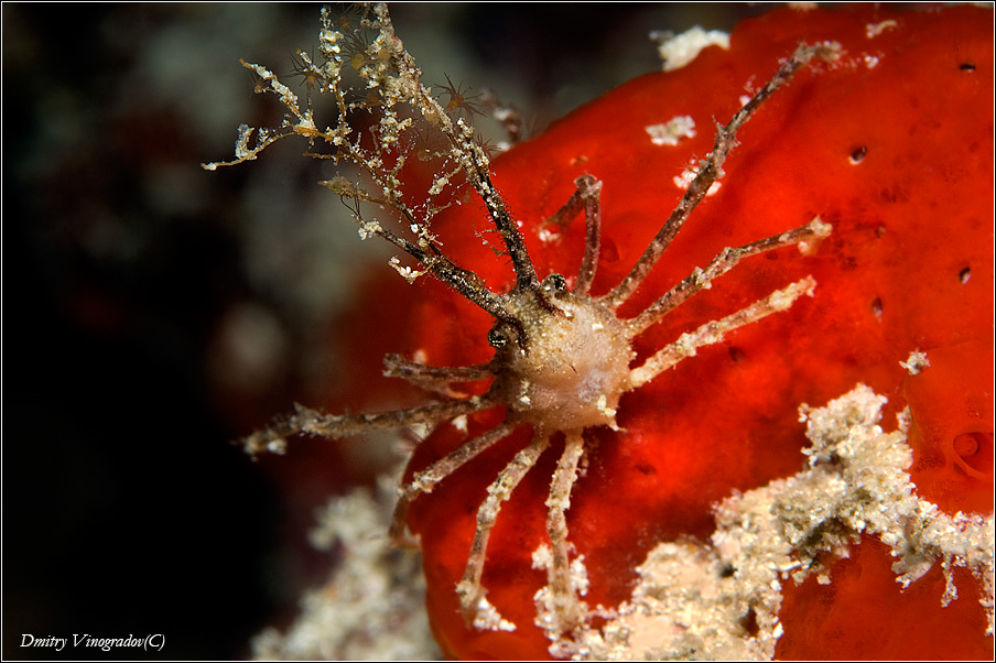 DSC0075-Rogi-900-199