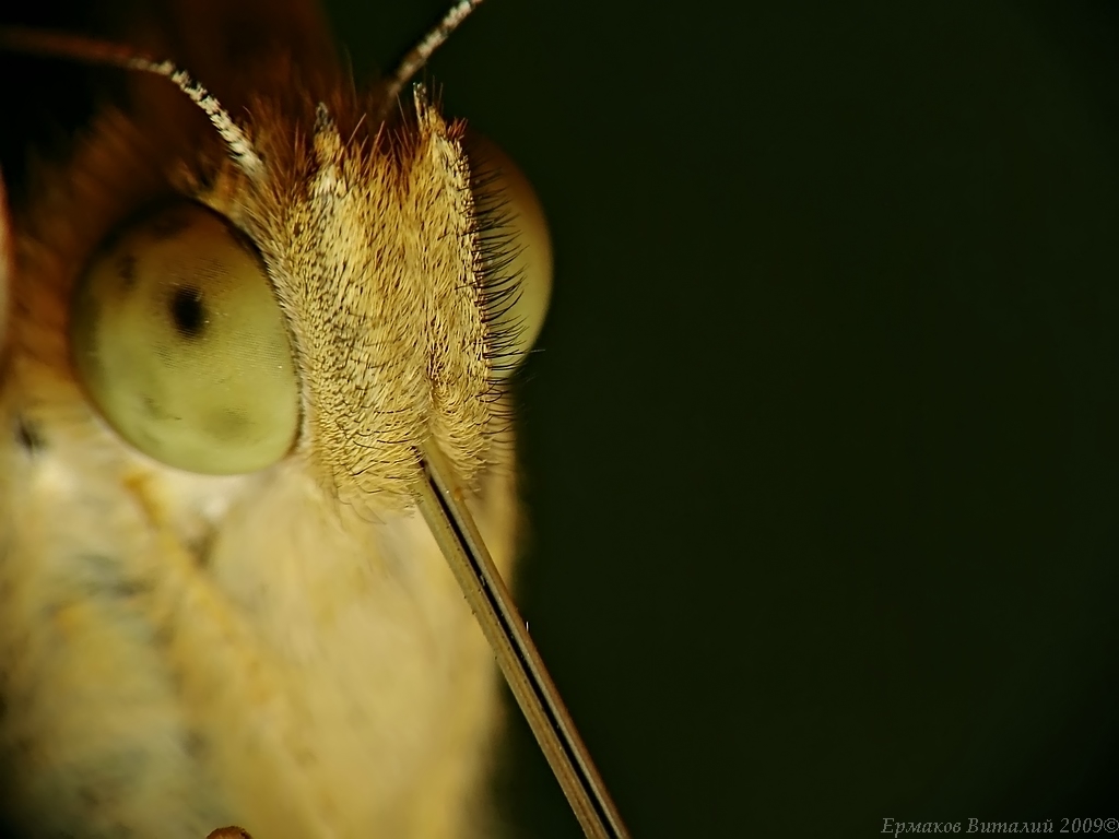 DSC06360_filtered_filtered