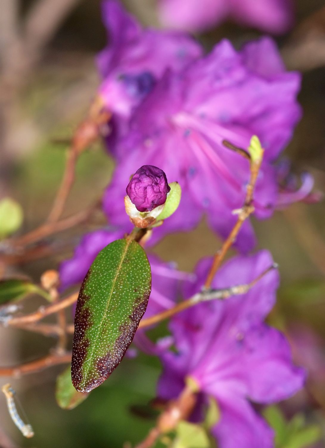 DSC07310