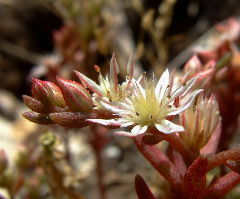 DSCF7366magic_filteredW