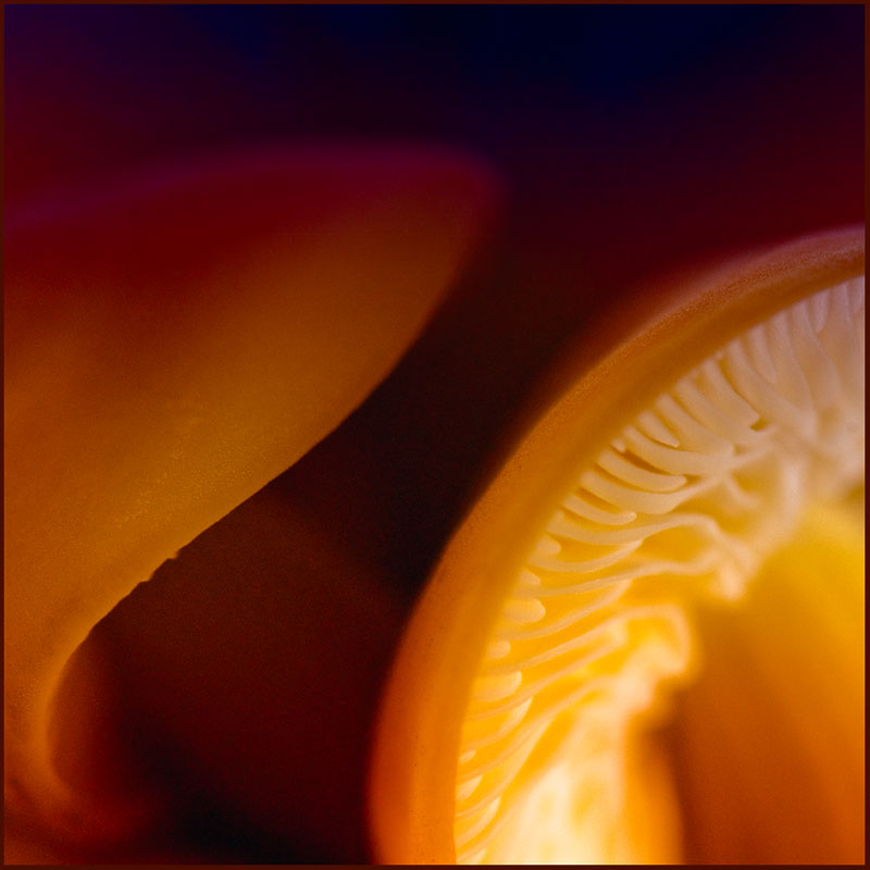 DSC_2163-Edit-copy-6