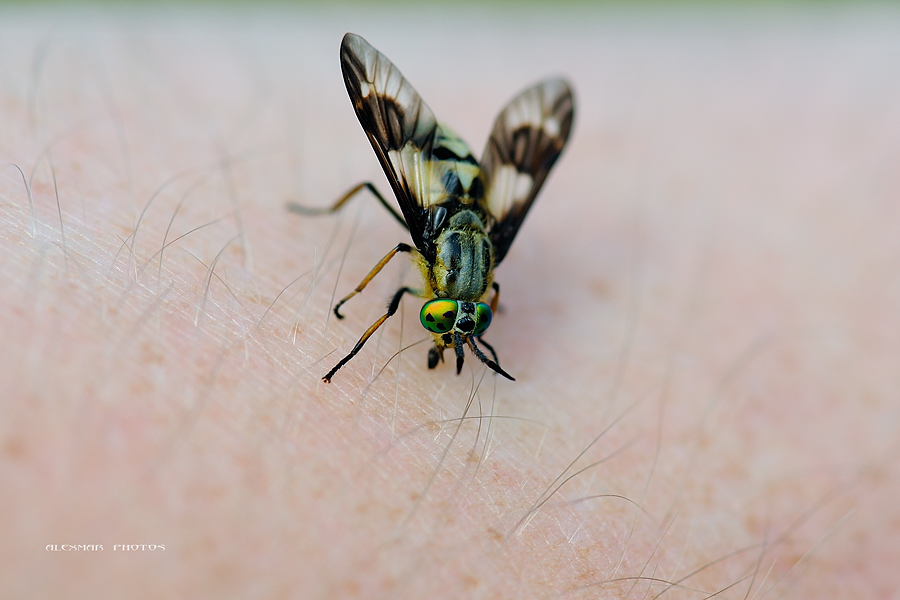 DSC_2907-2_Chrysops_relictus_