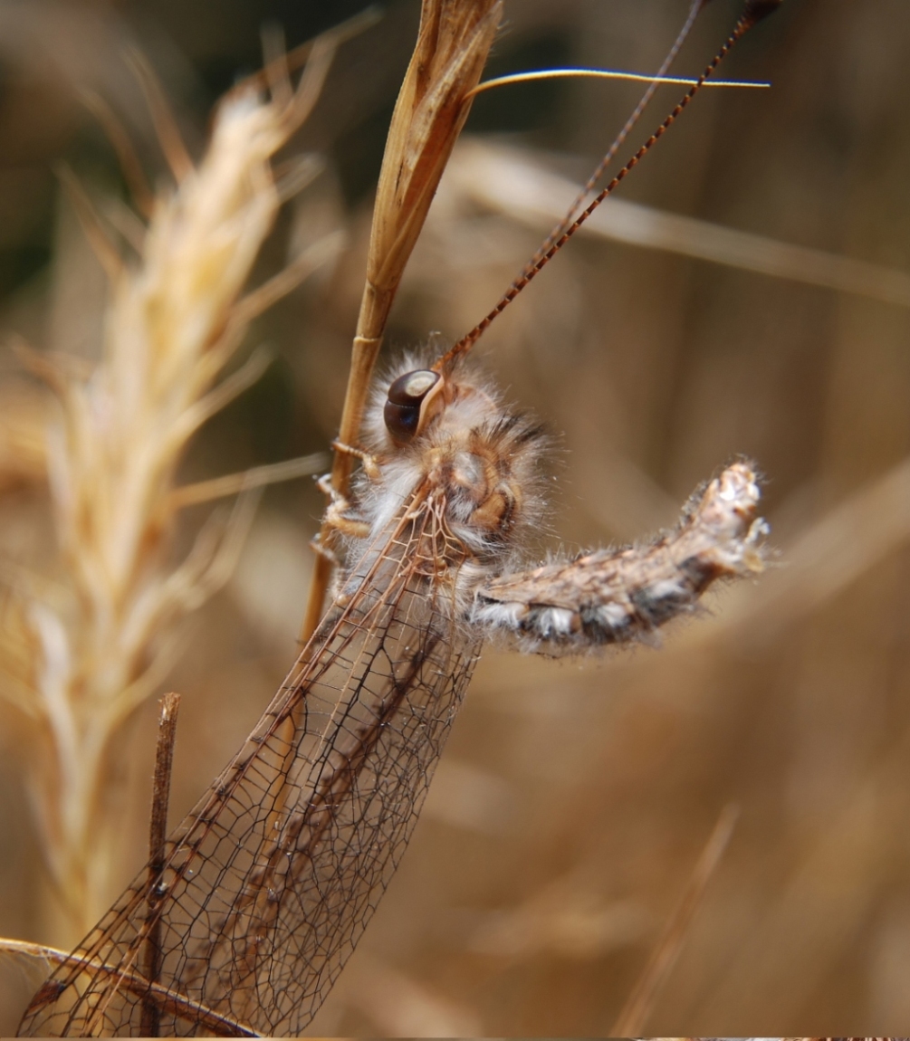 DSC_4383-magic_filtered_