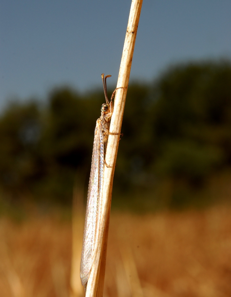 DSC_4593_filtered_magic_