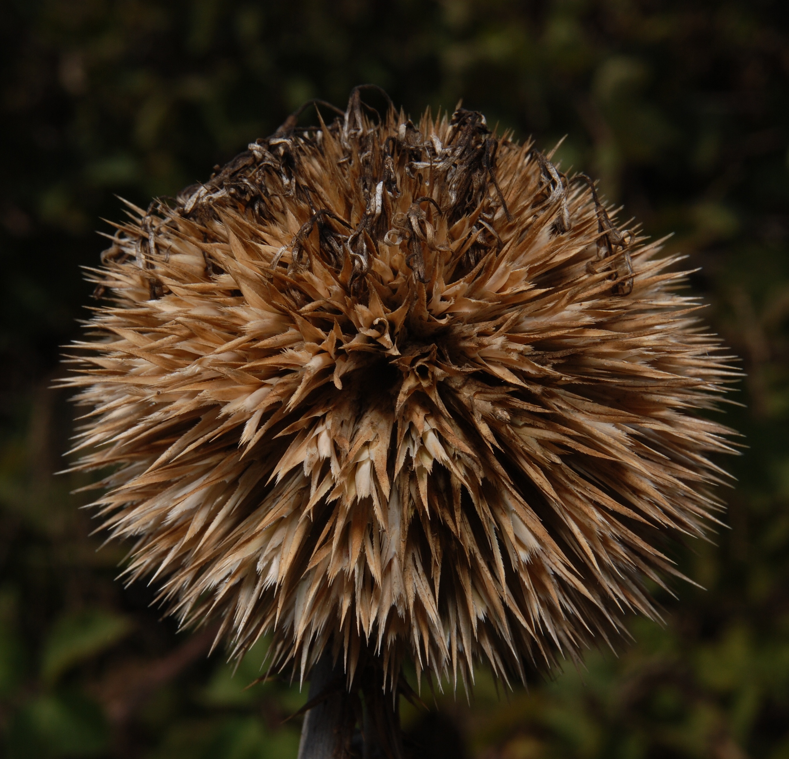 DSC_5827-1