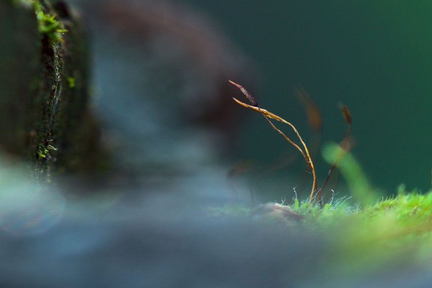 DSC_9610-Edit-copy-6