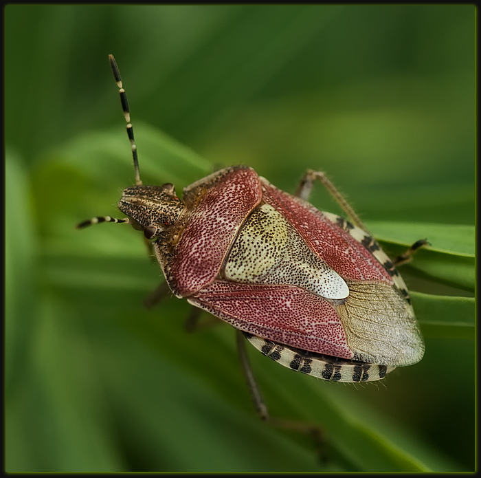 Dolycoris_baccarum_-_