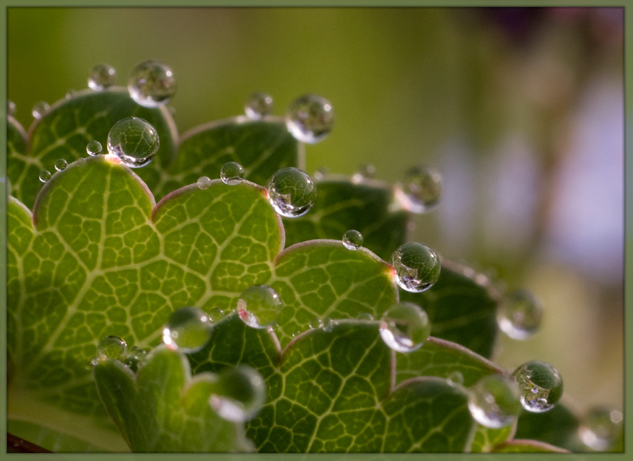 Drops_1