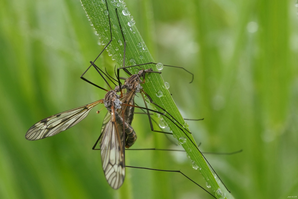 IMG_0953_filtered_CH_UNT_WS