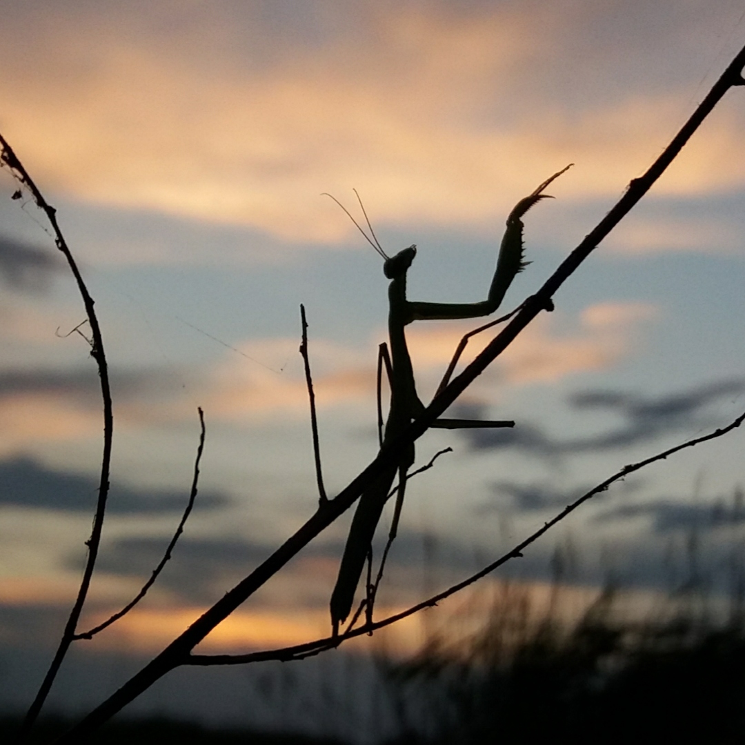 IMG_11122018_111340_1080_x_1080_