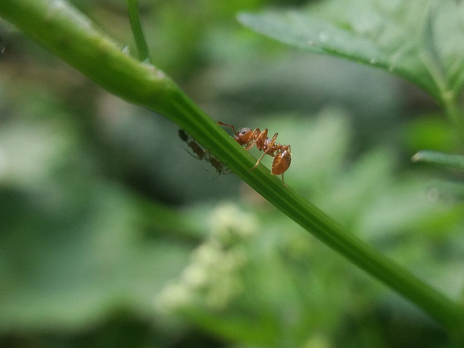 IMG_14042020_002124_933_x_700_