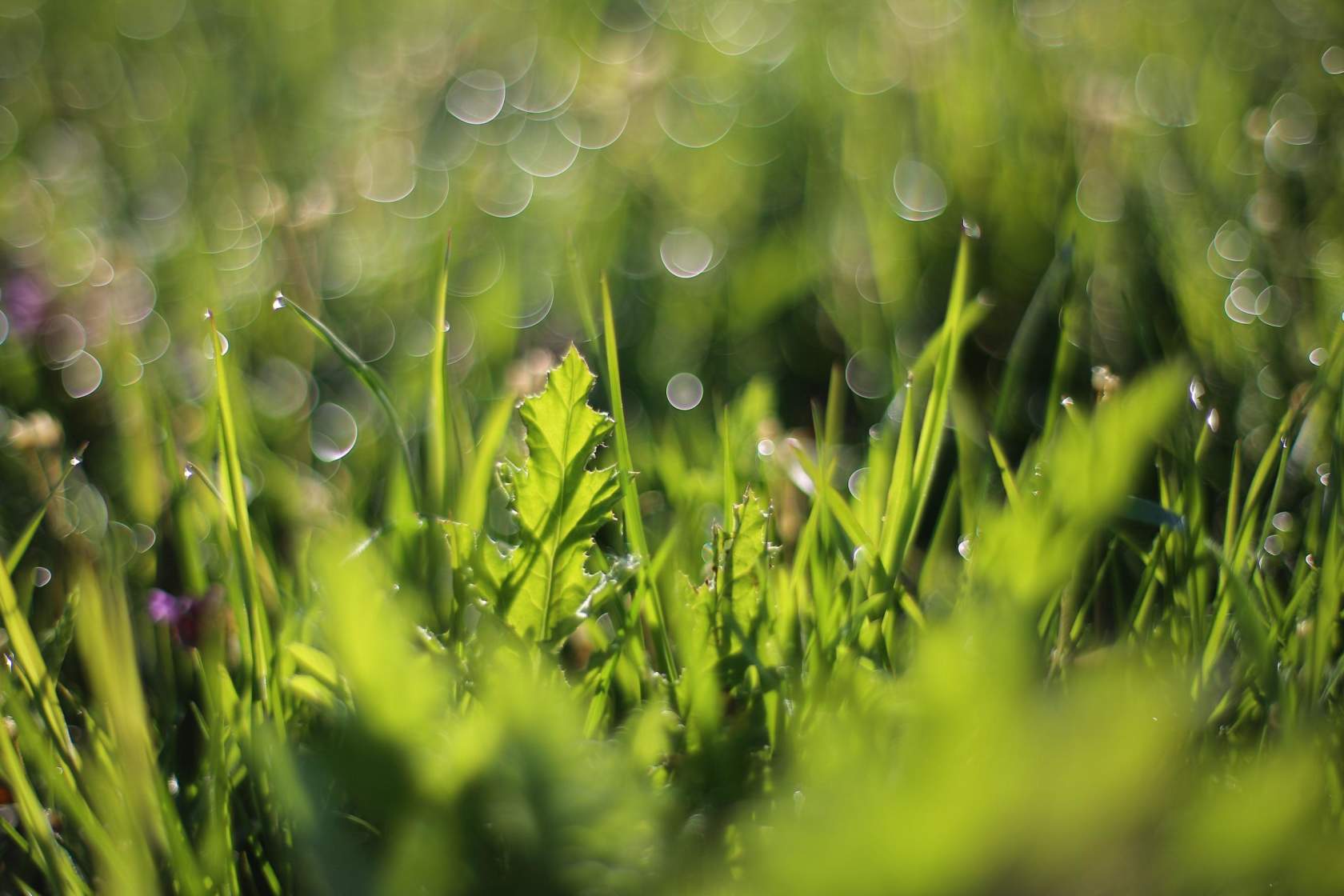 IMG_20170730_065317_7