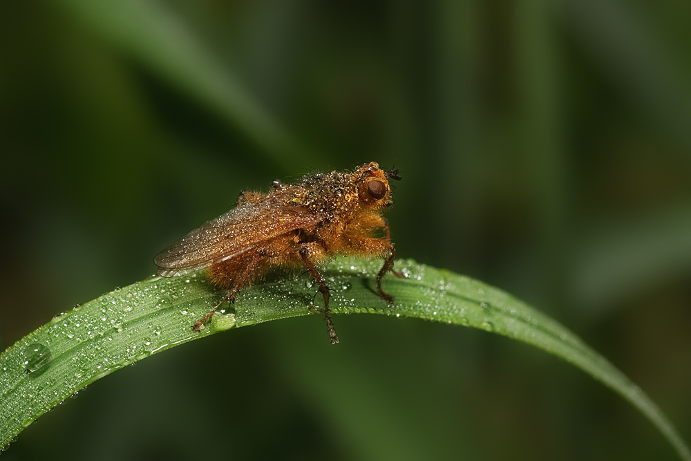 IMG_5962_bugs_1_wet_fly_web