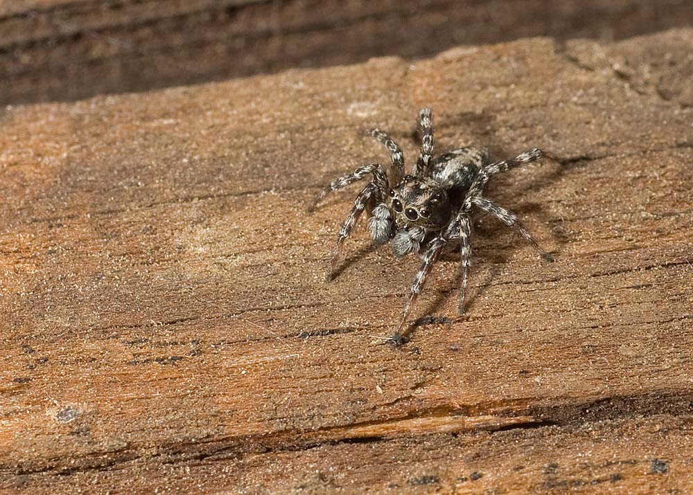 IMG_6964_Skakun_01_web