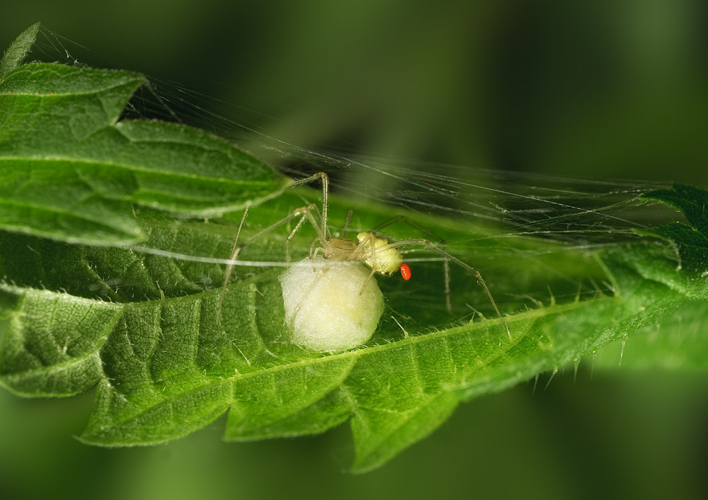 IMG_7315_spider_klesh_web