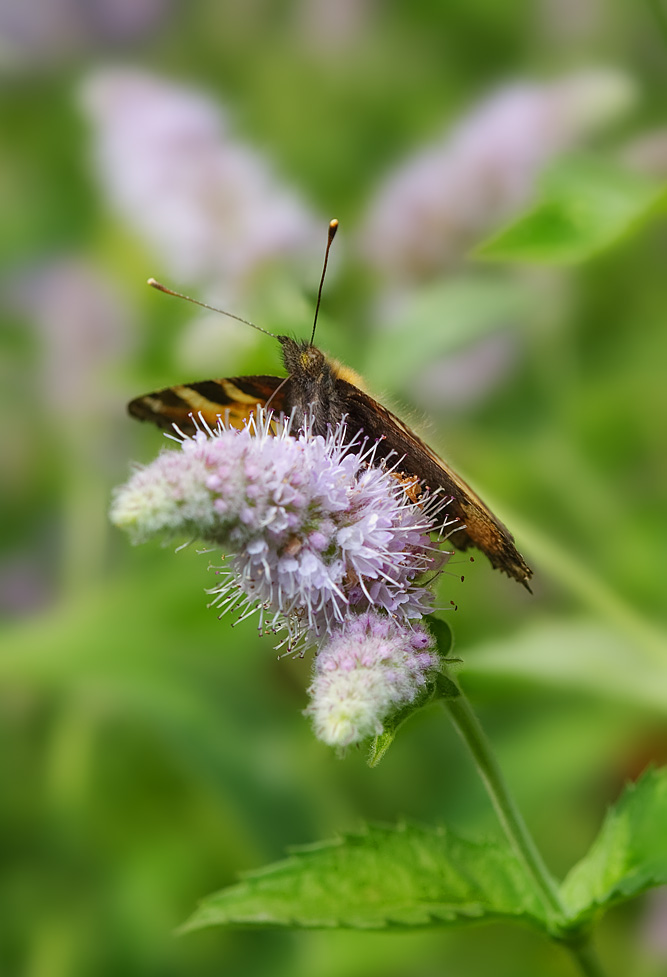 IMG_7519_butterfly_01_web