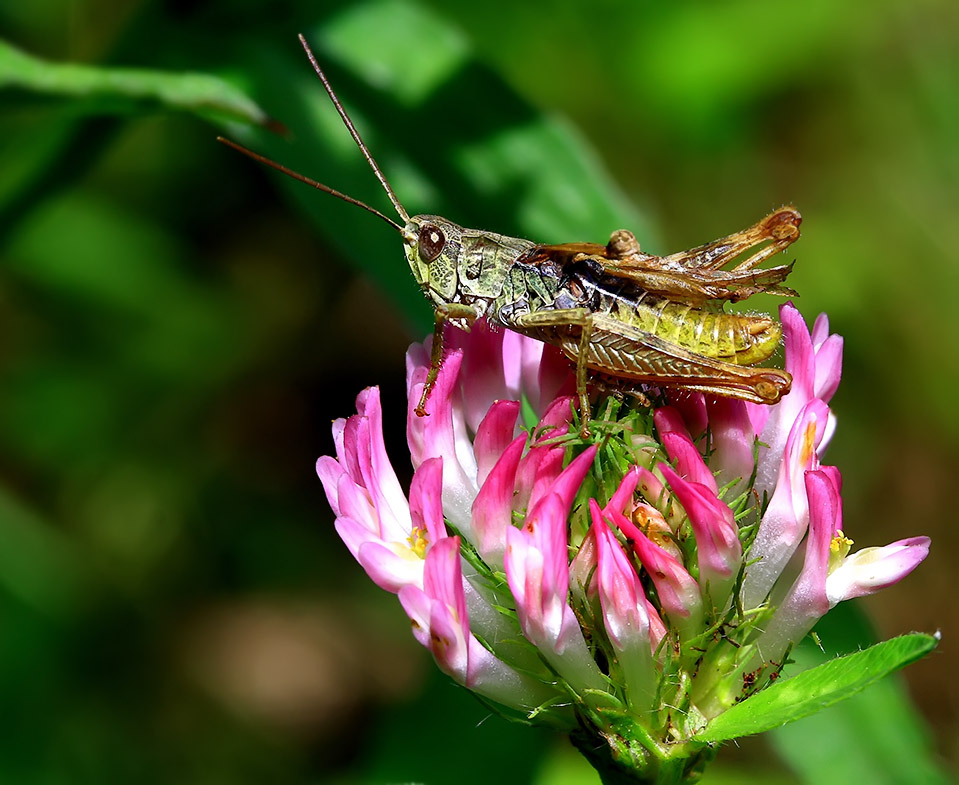 IMG_7549-dpp_cr-_-1024