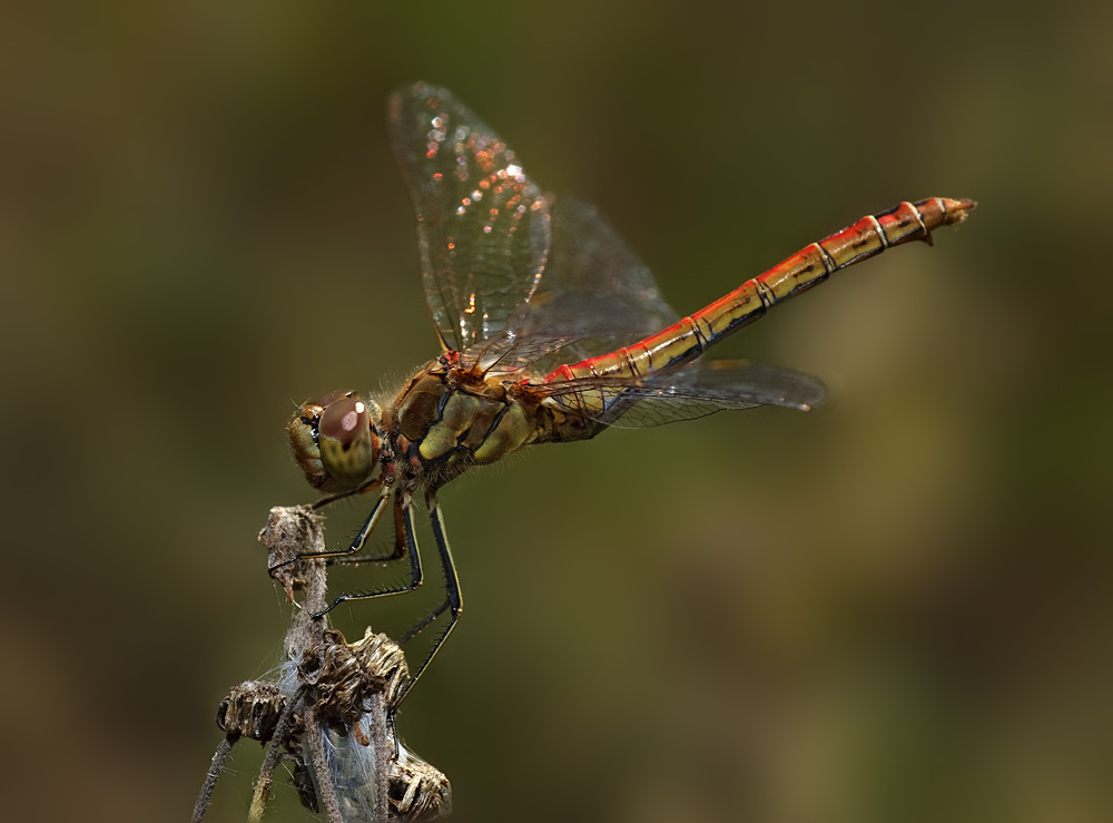 IMG_7556_dragonfly_01_web