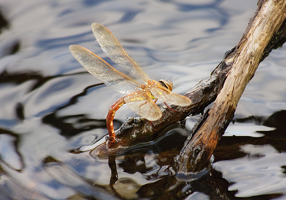IMG_7840_dragonfly_02_web