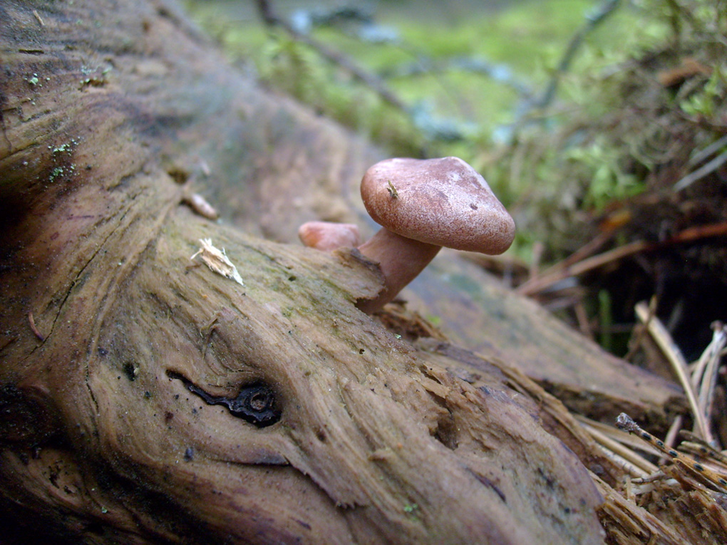 Lactarius01