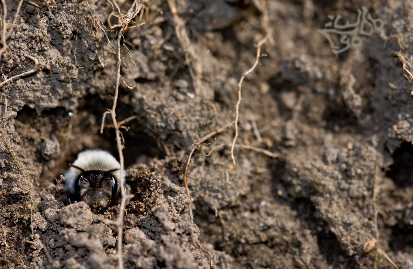 Lyo-100411-123914-1-s