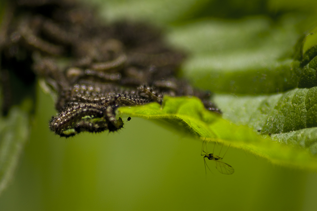 Lyo-20091031-1344_72_dpi_