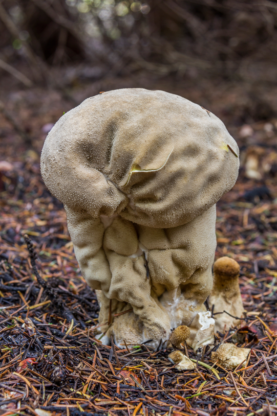 MG_7508-2014-_--20140921--_--489_