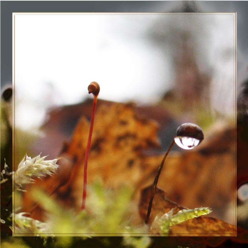Macro_06_with_frame