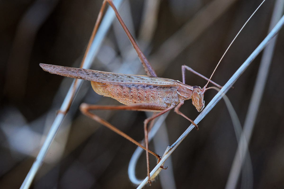 Macro_20150913-02-1200