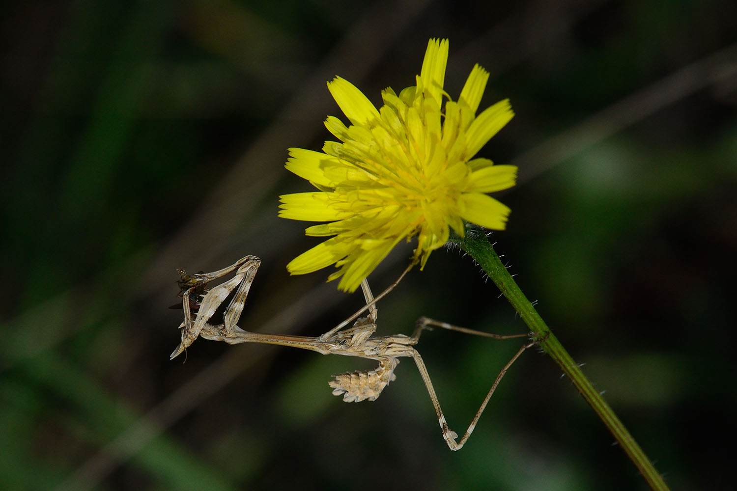 Mantis_20181006-01-1500