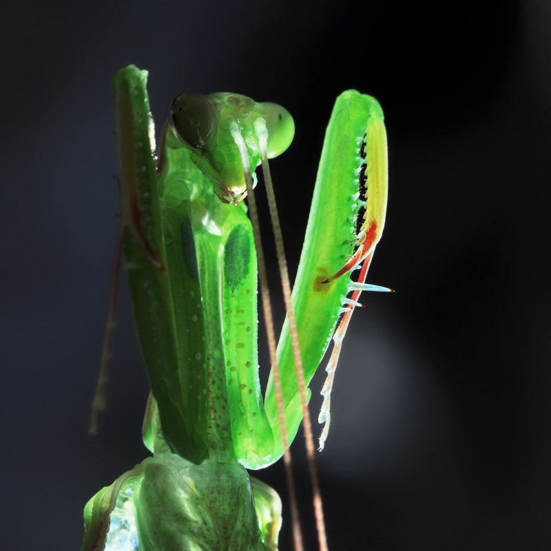 Mantis_religiosa1