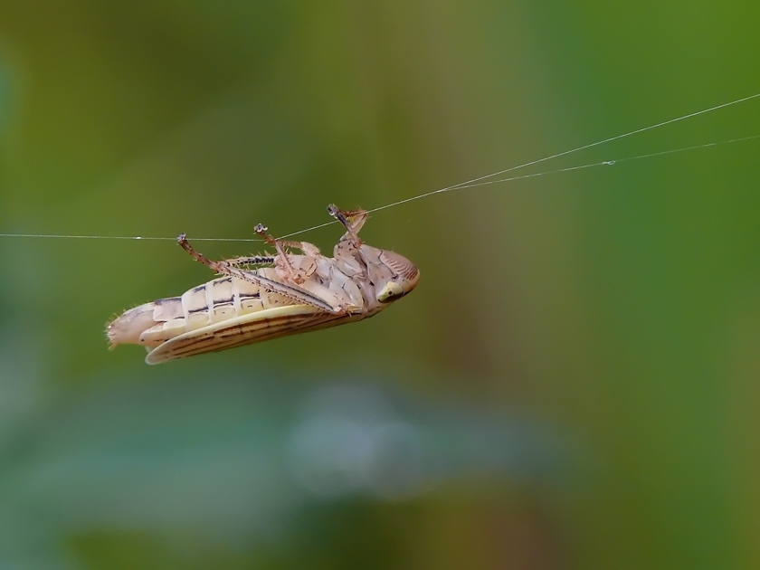 P1130064_croped_macroclub